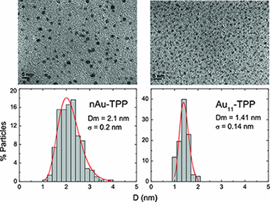 Permanent magnetism in phosphine- and chlorine-capped gold: from clusters to nanoparticles