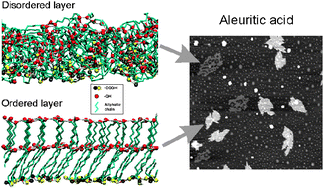 Aleuritic (9,10,16-trihydroxypalmitic) acid self-assembly on mica