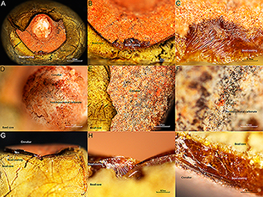 Amber imitation? Two unusual cases of Pinus resin-coated beads in Iberian Late Prehistory (3rd and 2nd millennia BC)